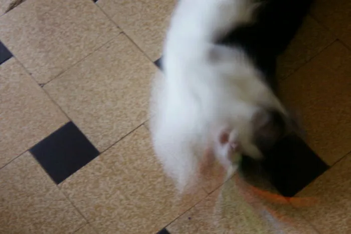 Ghost Cat