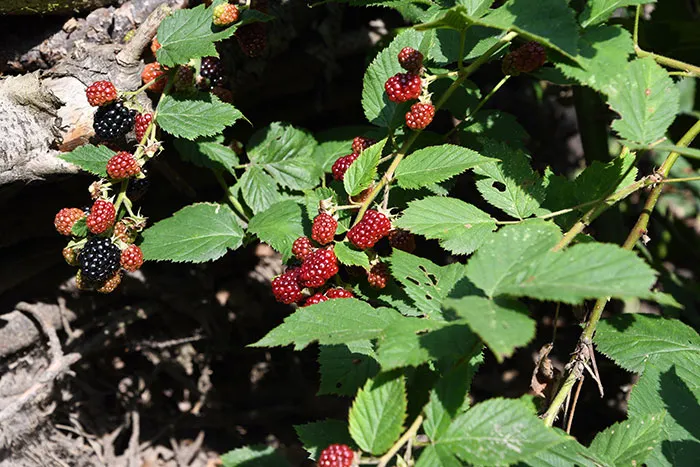 Fresh Picked Berries, Especially When They're Still Warm From The Sun