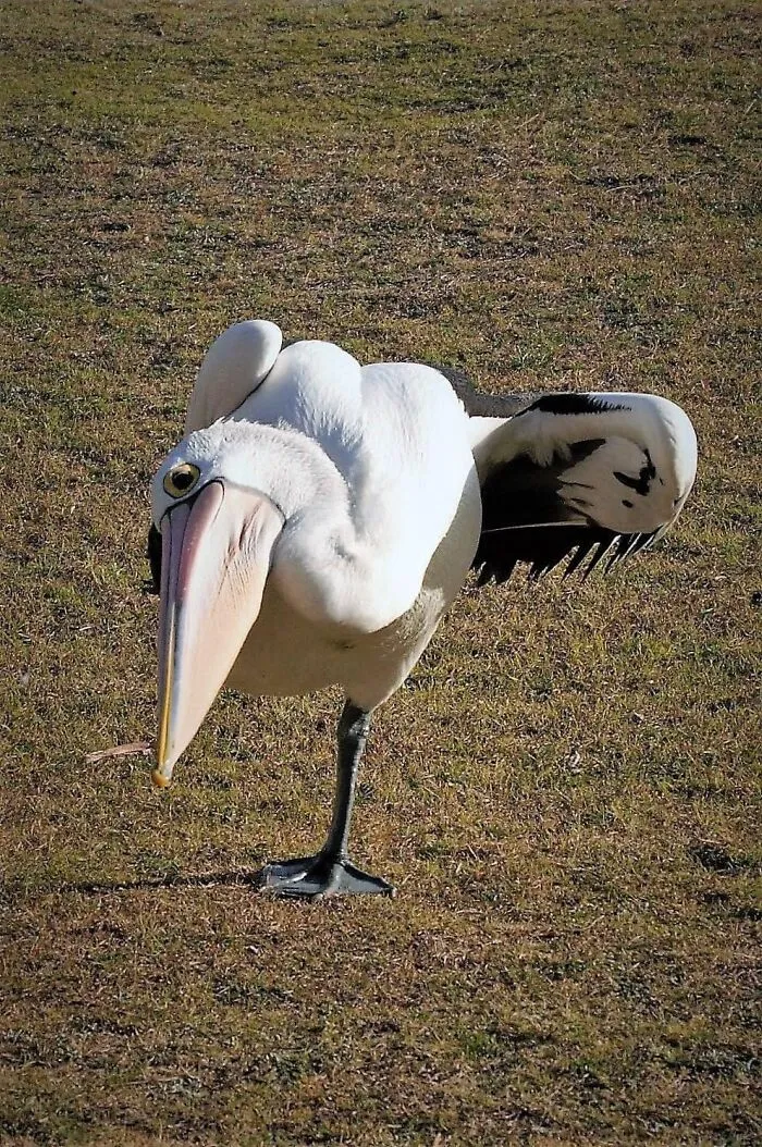 I Actually Think This Photo Is Pretty Good, But As A Photographic Model, This Bird Is Crap!