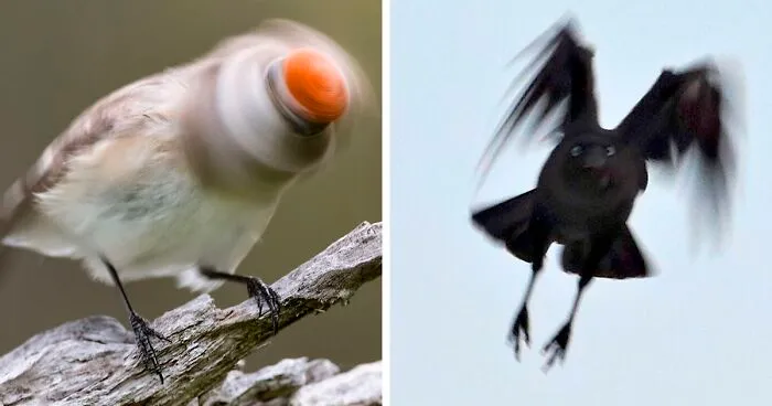 30 Times People Tried To Get Beautiful Bird Pics But It Went Horribly Wrong (New Pics)