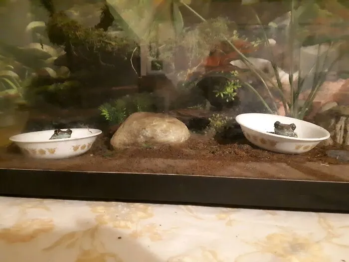 Sherlock And Molly, My Sister's Amazon Goldeneye Tree Frogs