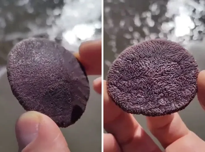 What Is This Oddly Terrifying Creature?