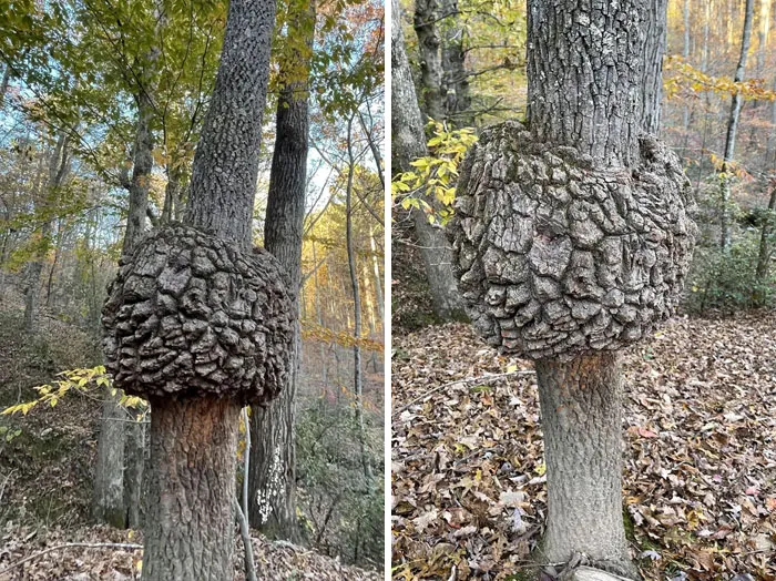 Vi esto en un árbol mientras caminaba hoy. Ningún otro árbol de la zona tenía eso. ¿Qué es?