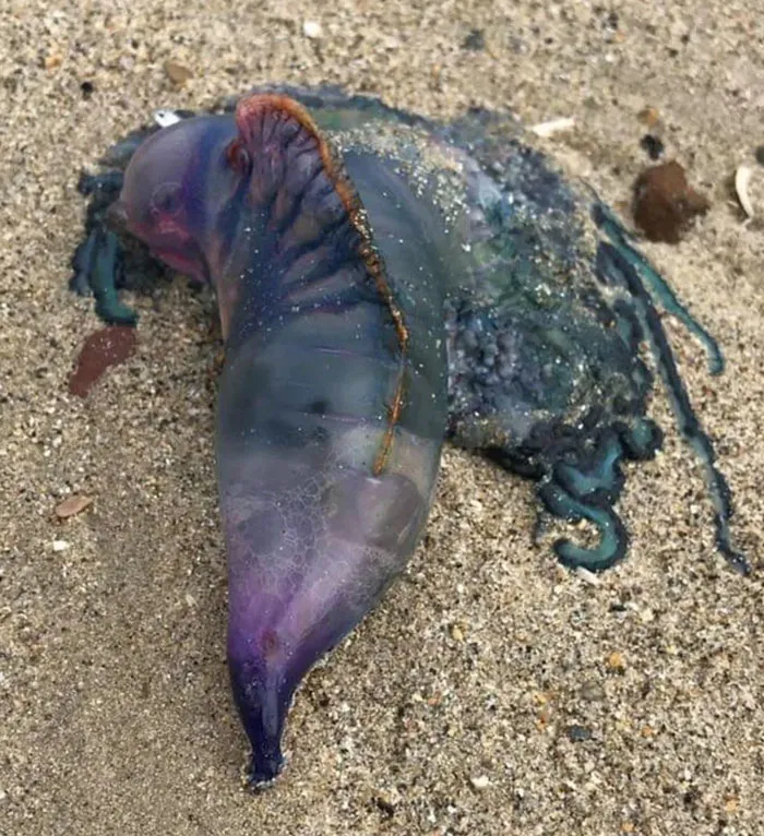 An Animal Found On The Beach In Normandy, France