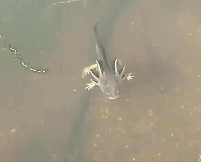 4 Legged Fish - Freshwater Arid West/US