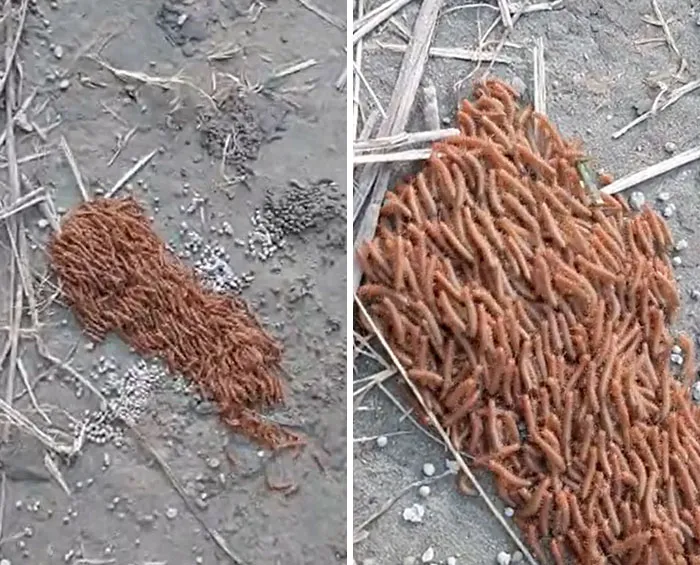Vi esto junto a las orillas del río Brahmaputra, India. La forma en que todos se mueven juntos es tan extraño. ¿Alguna idea de qué criatura es esta?