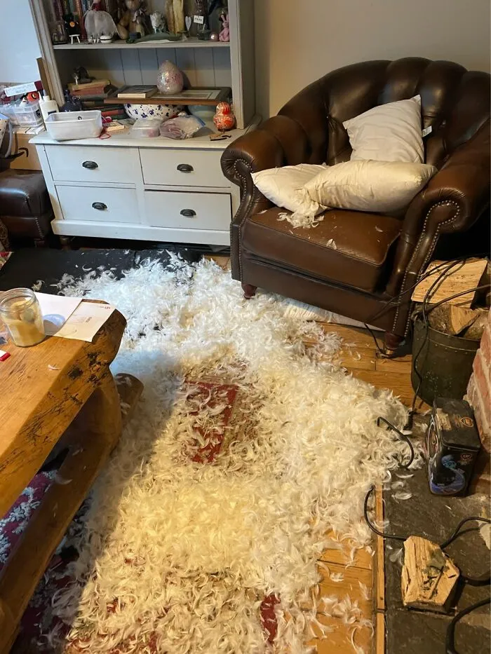 Should Not Have Left The Patterdale In The Living Room. Who Needs Cushions Anyway!