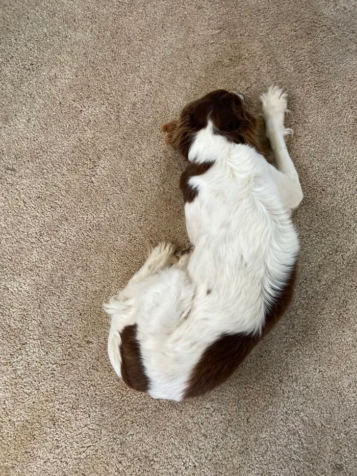 Only Dog Who Didn’t Try To Knock Me Over At The Shelter. (F9)