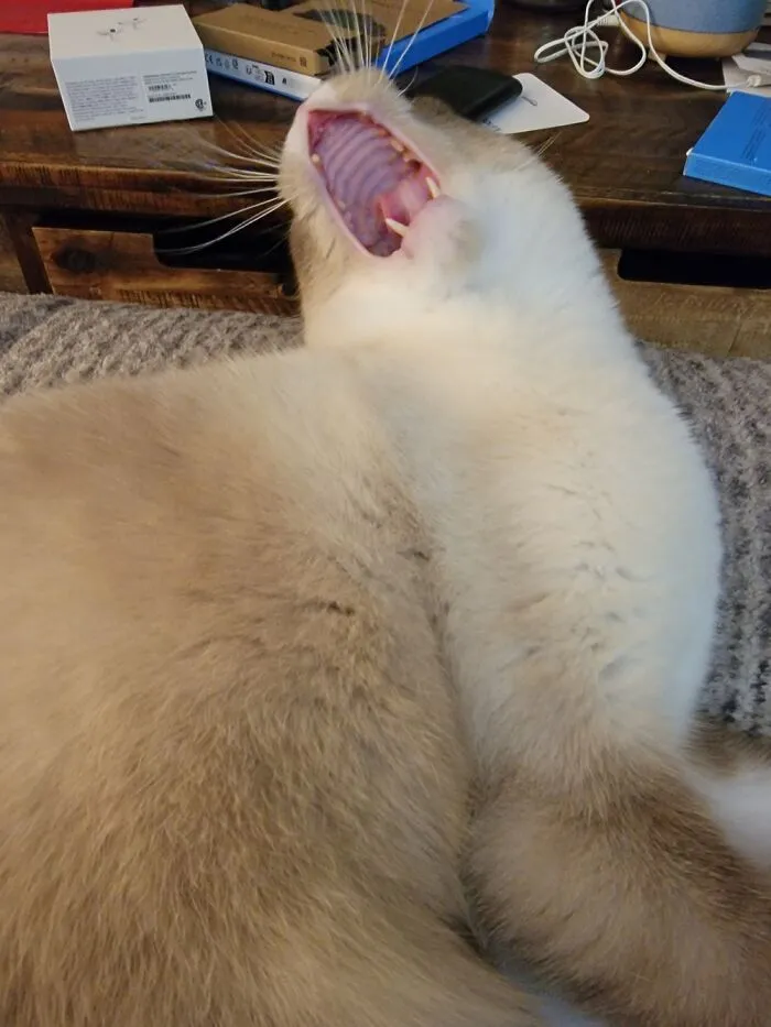 Behold Alf