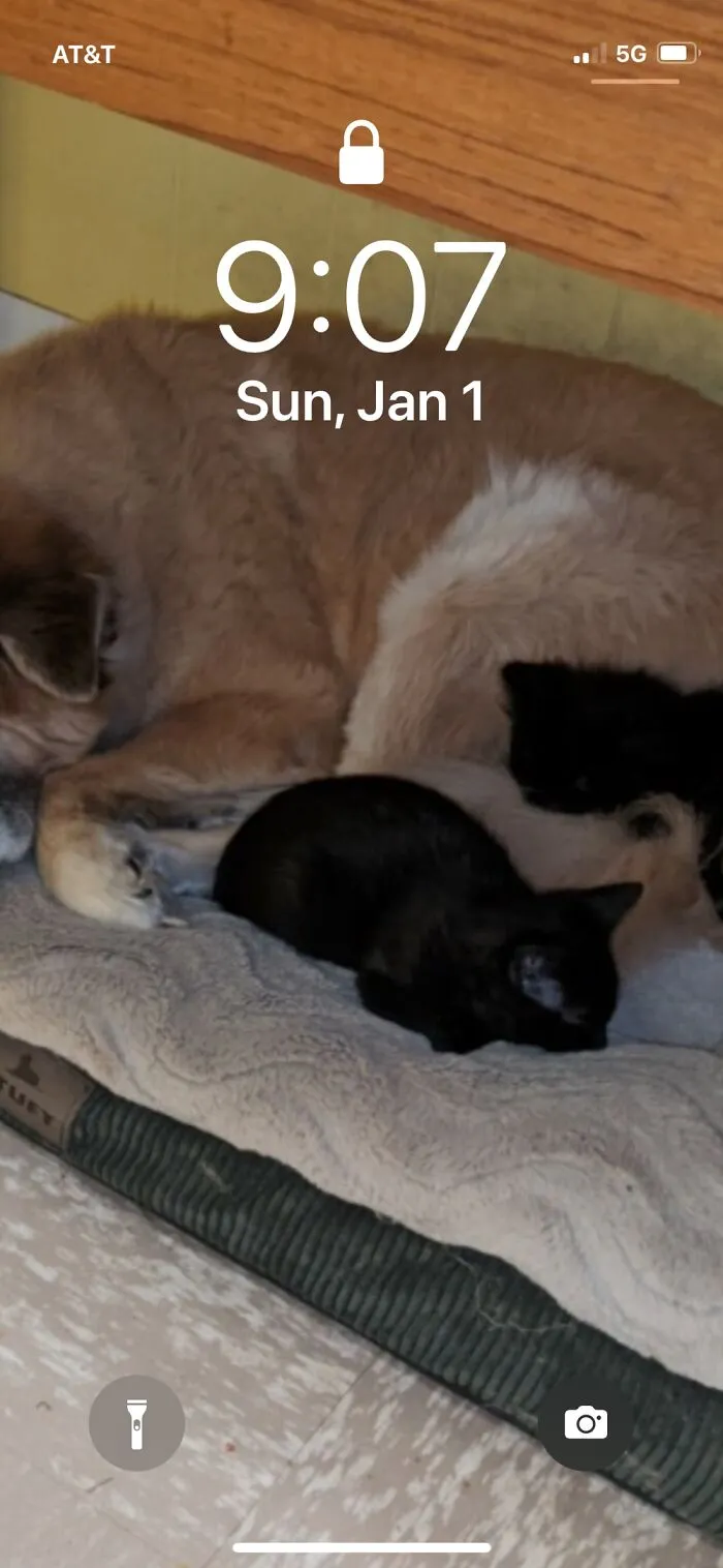 This Is My Baby, Who Passed On Thanksgiving Last Year, Back When My Boys Were Little