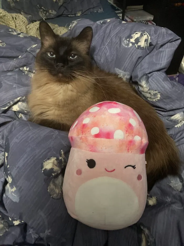 Cat Not Included