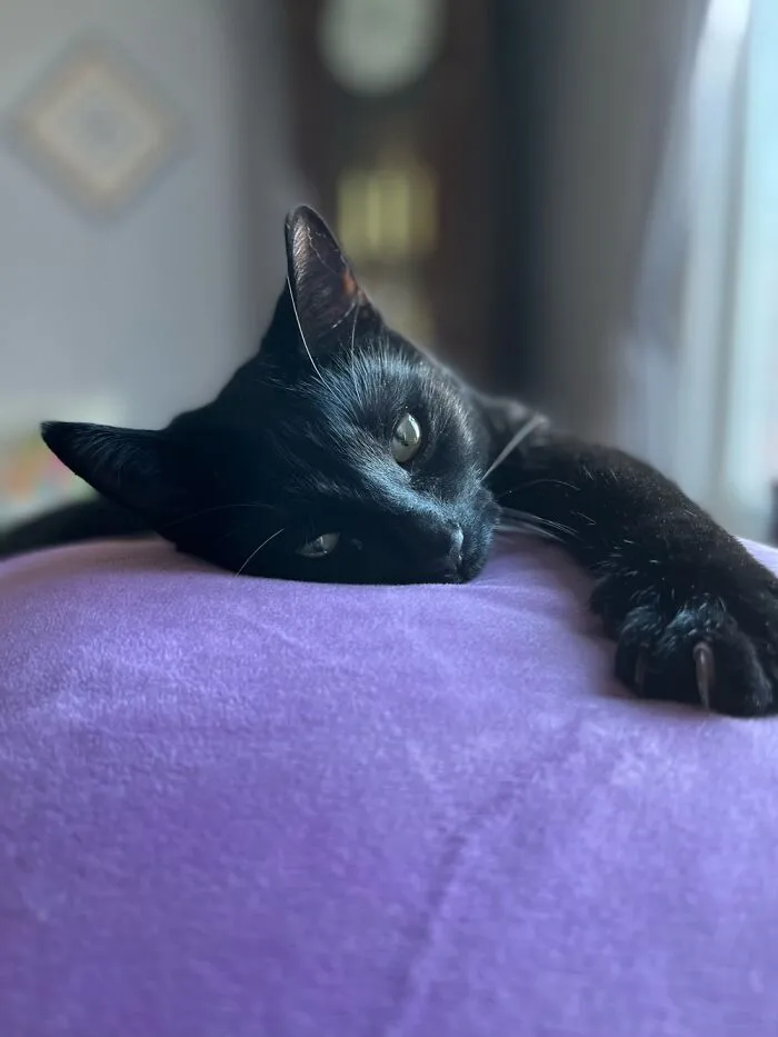 My Little Panther