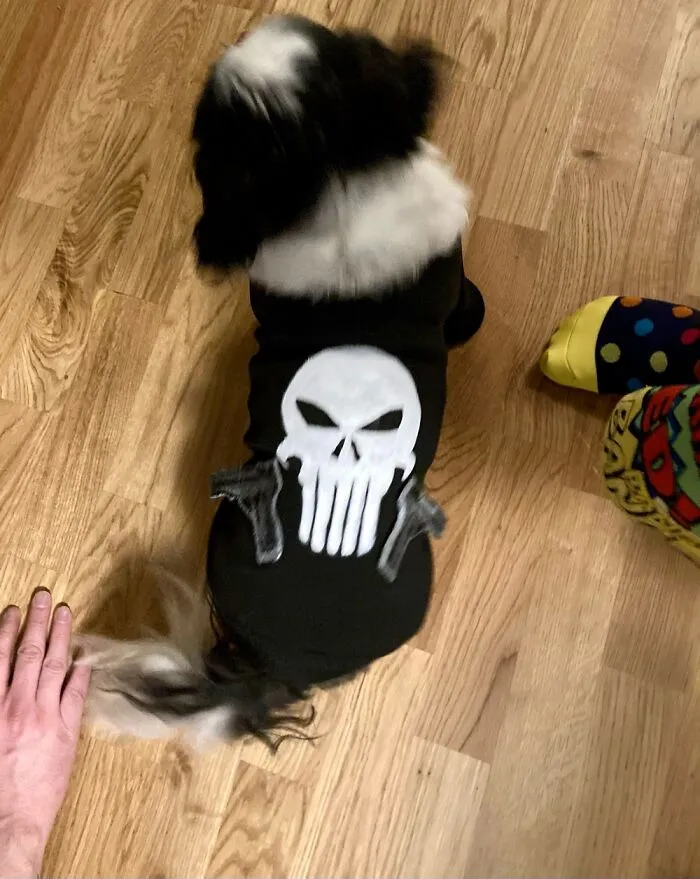 Punisher Outfit For My Shih Tzu. Hand Painted And The Tiny Weapons Are Stiff Fabric  Sewn On