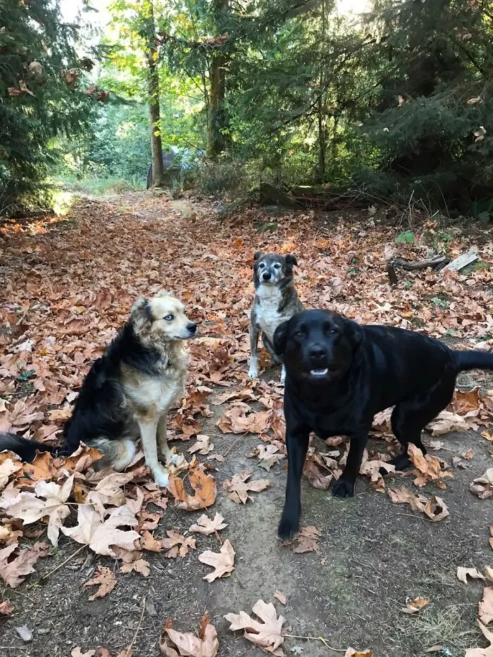 All Three From The Spca