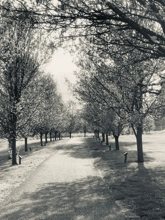 This Is A Small Trail Near My House I Walked Everyday