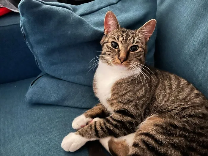 This Lovely Boy Was Brought To The Shelter Because He Was Too Old (10 Months) To Be Fun Anymore