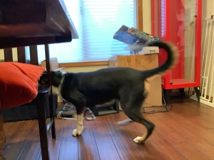 Dog Chasing Cat