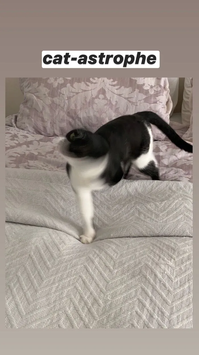Clio The Foster Fail Semi-Tripod Kitty. She Also Makes A High Pitched 'Brrrrp' When She Does It