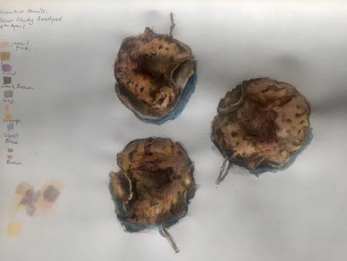 Drawing Of Some Seed Pods Using Water Colour Pencils