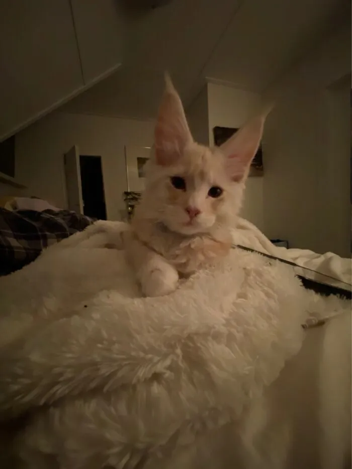 No Cats Are Not Unusual But Maine Coon Are Were We Live