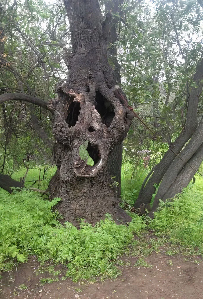 Estaba paseando por un bosque cerca de mi ciudad y encontré esto
