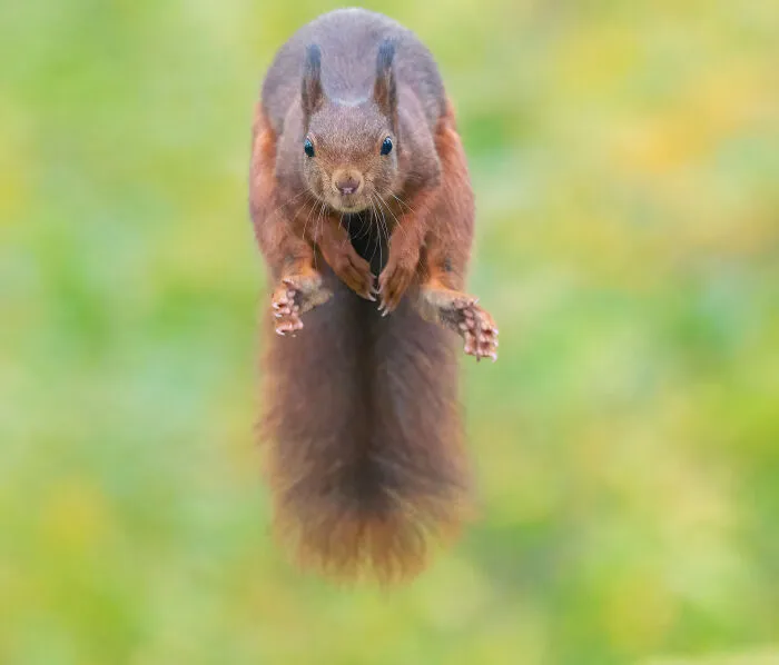 My 30 Photos That Showcase The Gymnastic Skills Of Red Squirrels