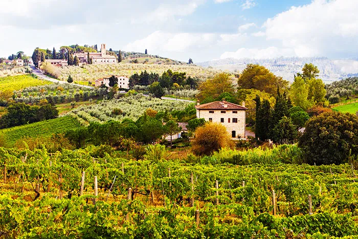 Wine Taste In Tuscany, Italy