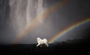 In The Land Of Ice And Dogs: My 40 Captivating Photos Of Iceland's Canine Residents