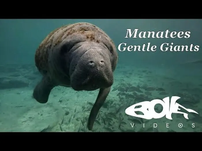 I Am An Underwater Enthusiast And Videographer, And Here Are Some Of The Closest Moments I Had With Apex Predators