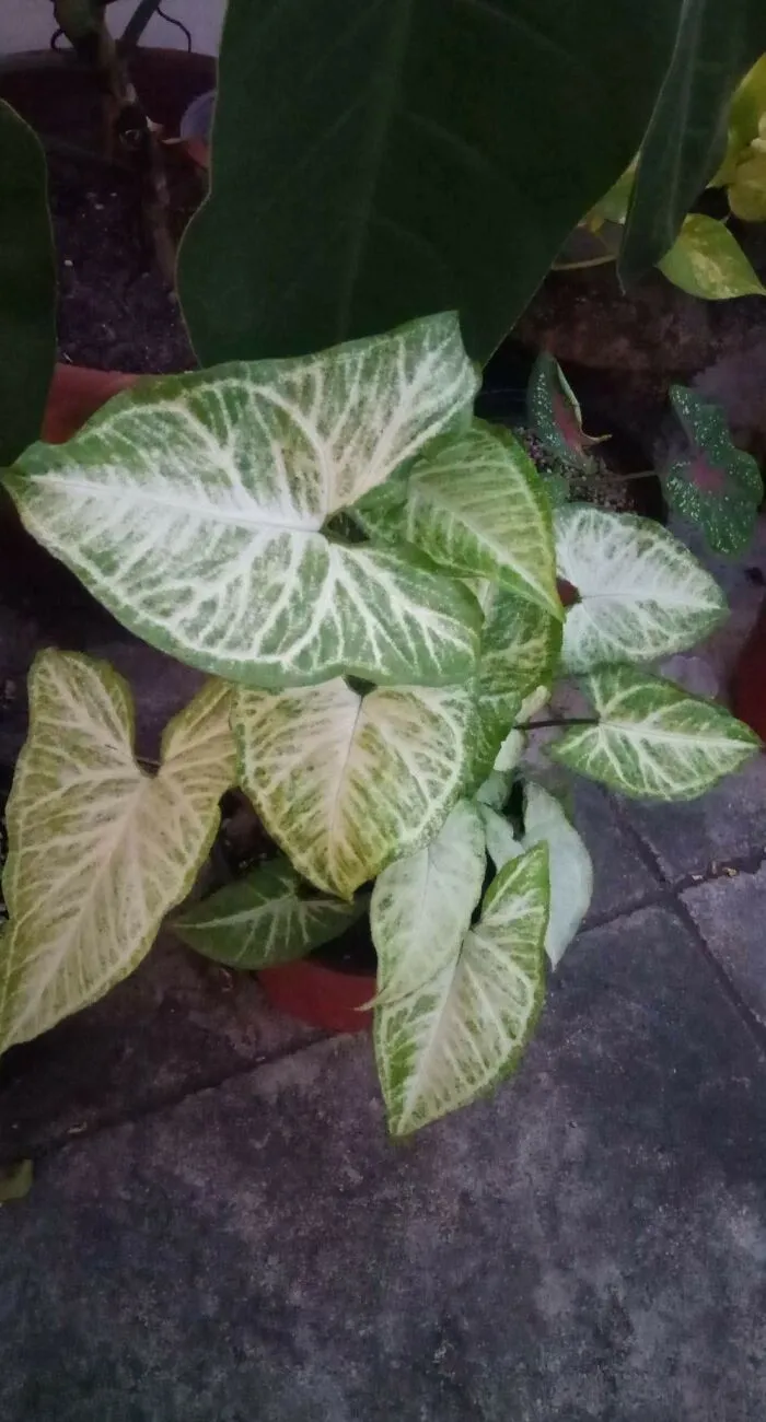 My Syngonium At Night