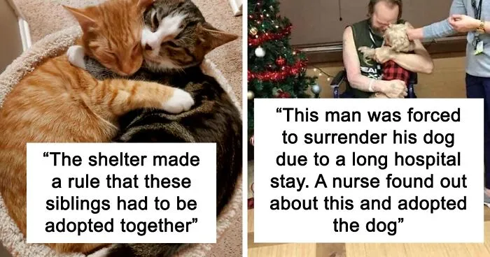 50 Soul-Healing Pics Of Adopted Pets And Their Owners, Showing The Joy Of Giving A Second Chance (December Edition)