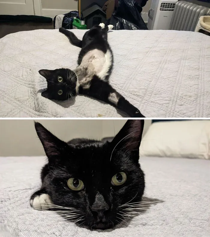 Adopté oficialmente a Bernard después de acogerlo mientras se curaba de su amputación. Uno de los increíbles veterinarios de mi trabajo le salvó la vida después de que lo trajeran como gato callejero con una pata gravemente fracturada e infectada