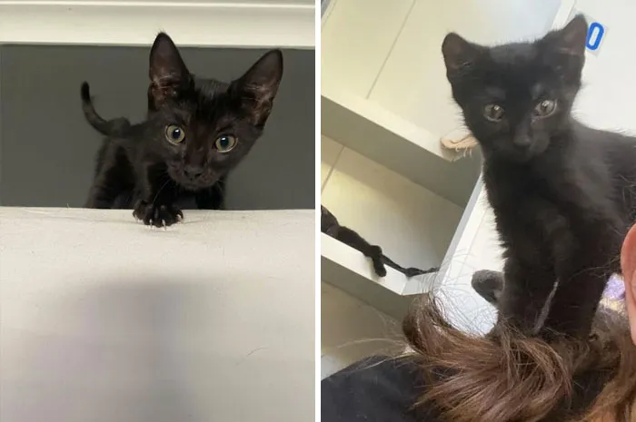 Adopté un bebé negrito. Lo primero que hizo en el refugio fue saltar sobre mi hombro