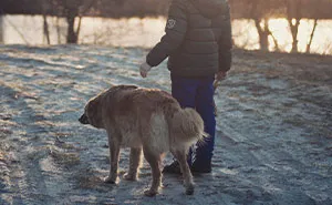 Wife Says Husband Is Prioritizing The Dog Over Her Pregnancy After He Refuses To Get Rid Of It And Break His Son's Heart