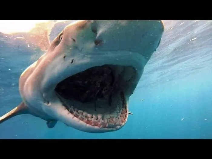 I Am An Underwater Enthusiast And Videographer, And Here Are Some Of The Closest Moments I Had With Apex Predators