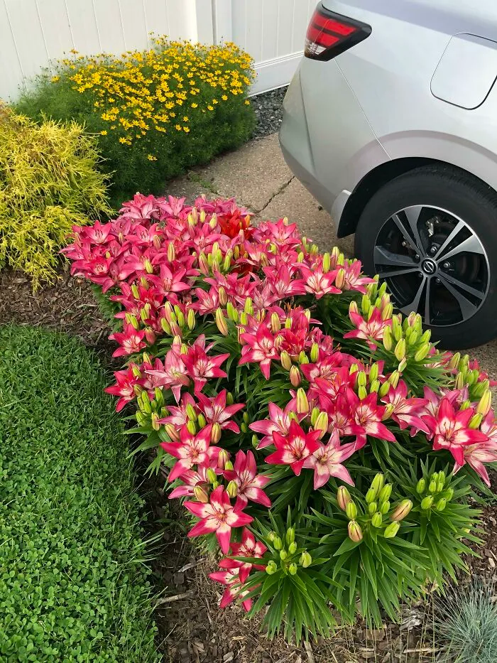$15 Worth Of Clearance Asiatic Lillies, 3 Years Later