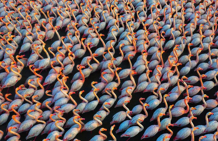 "An Army Of Flamingos" By Mehdi Mohebi Pour, 2022