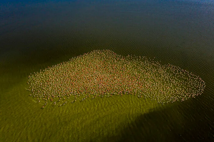 "Art Of Flamingos" By Lalith Ekanayake, 2022
