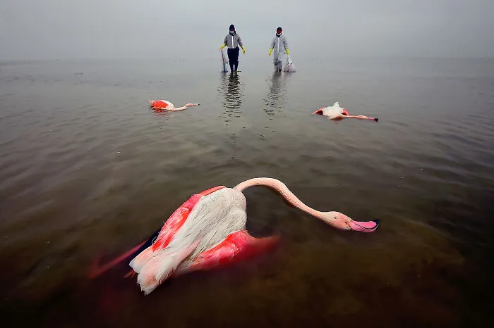 "The Bitter Death Of Birds" By Mehdi Mohebi Pour, 2021