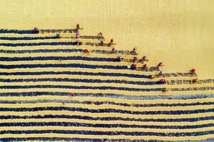 "Drying Paddy" By Dibyendu Biswas, 2021