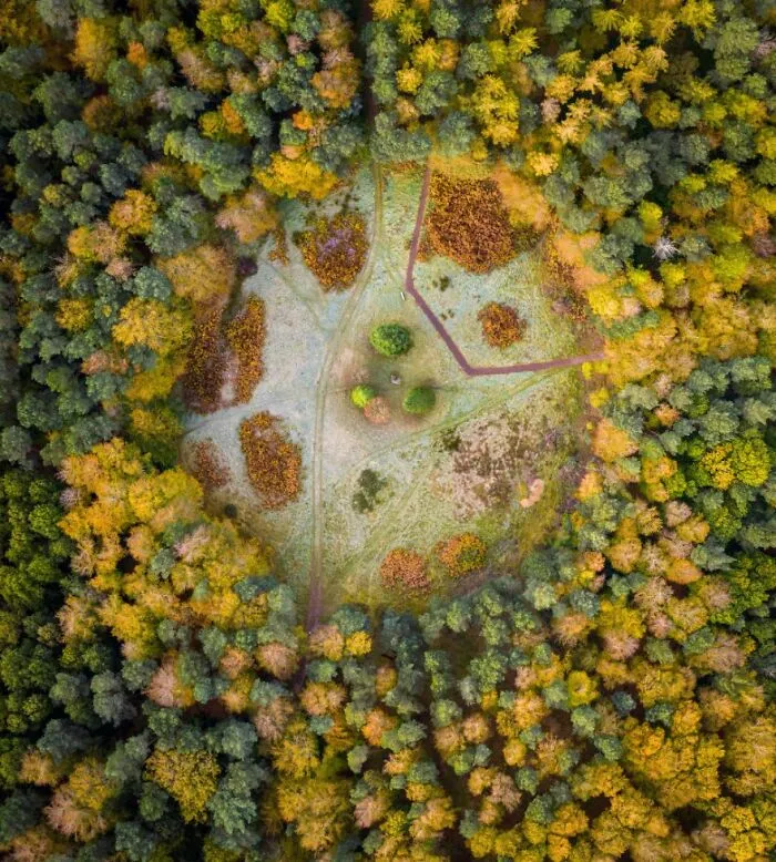 "Clearing In Binning Woods" By Andrew Smith, 2022