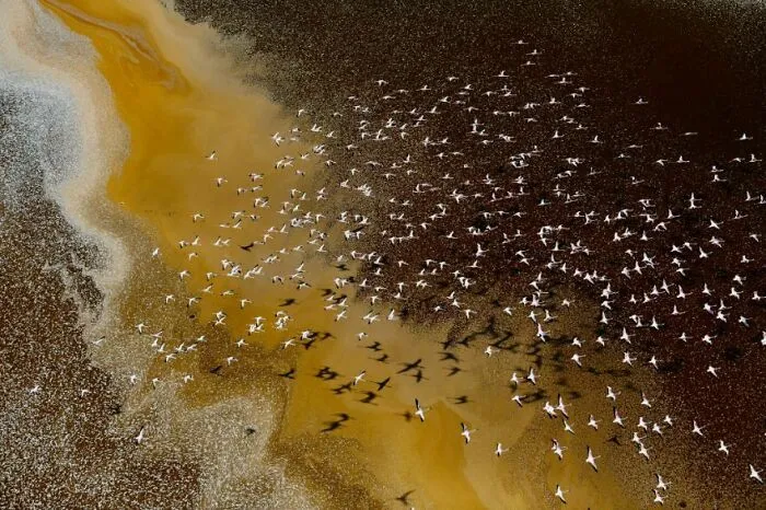 "Beautiful But Hostile Colours On Earth" By Fayz Khan, 2022
