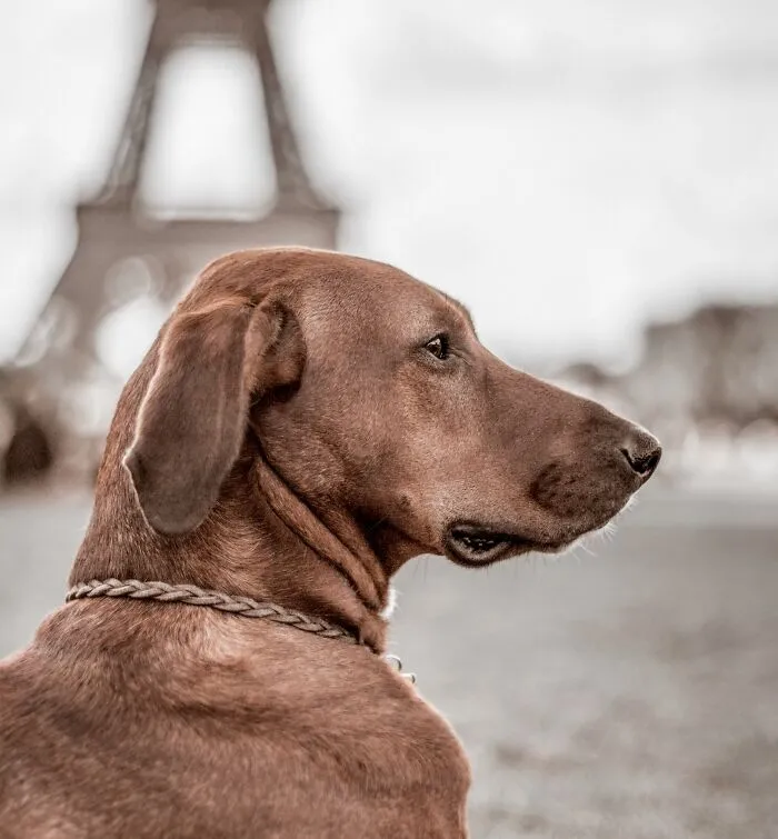 There Are More Dogs In Paris Than Children