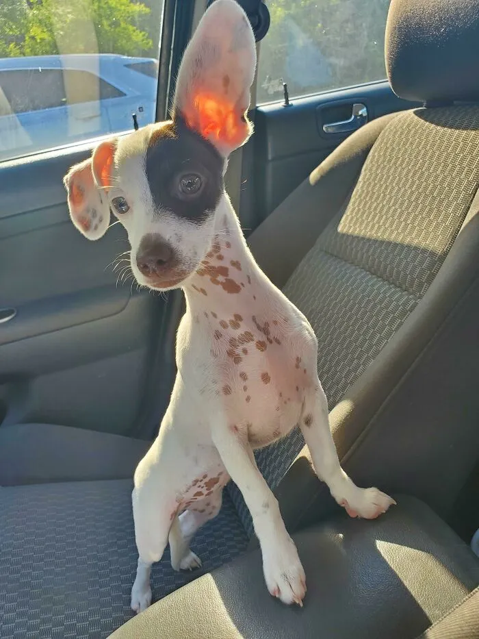 One Ear Always Up