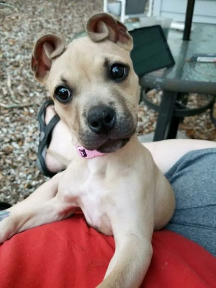 Meet Cinnamon. She Was Born With Ears That Look Like Cinnamon Rolls