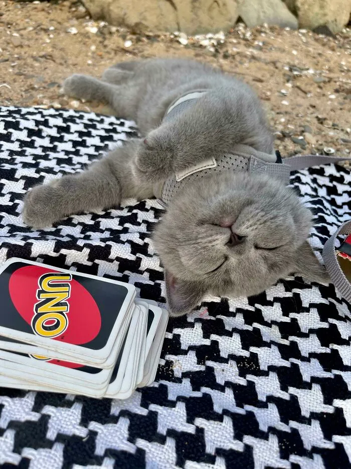 Saluden a Baksik, es su primer día en la playa