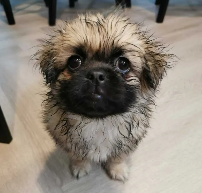  Experimentó la lluvia por primera vez 