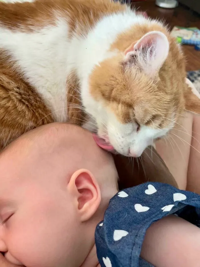 Why Does My Cat, Whom I’ve Had For 10 Years, Lick My Baby? He Doesn’t Lick My Older 2 Kids (4 And 6), But I Can’t Get Him To Stop Licking My Baby