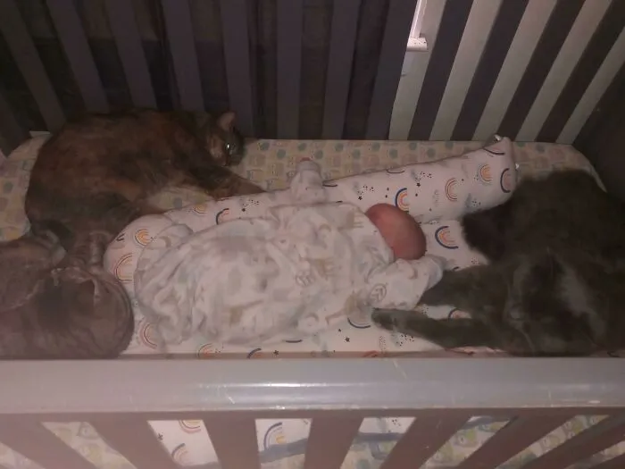 This Is Not What I Bought This Crib For