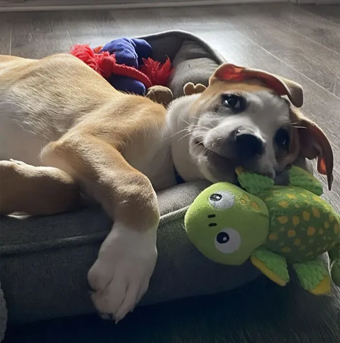 Dog Toys